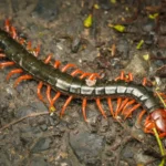 How To Get Rid of Centipedes in Your House 15 Exterminator-Approved Steps That Work