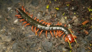 How To Get Rid of Centipedes in Your House 15 Exterminator-Approved Steps That Work