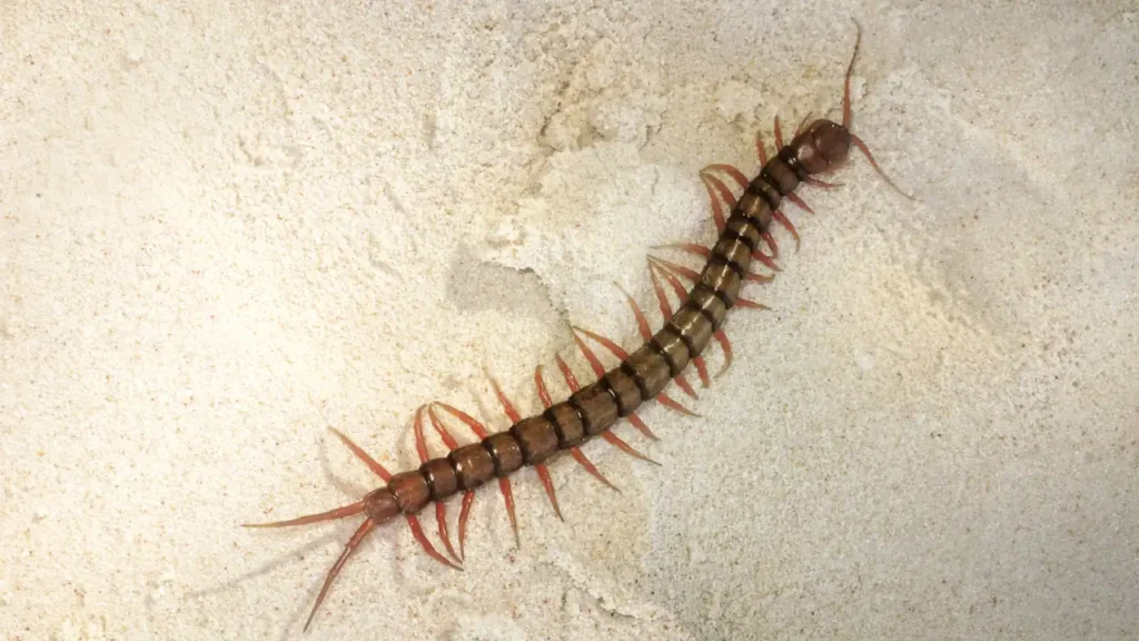 Why do I have centipedes in my house