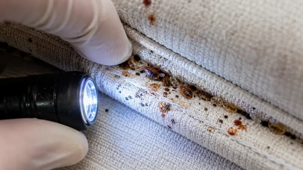 Close-up of bed bugs, eggs, shed skins, and droppings hidden inside a couch seam.