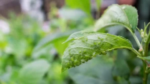 Aphids clustered on a green garden leaf