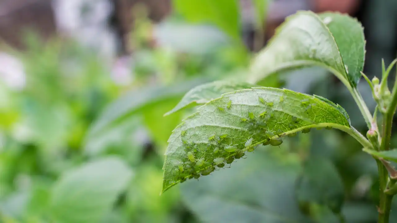 Do Aphids Bite? Signs, Risks & Treatment Explained