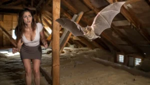 Scared homeowner discovers a bat flying inside her attic