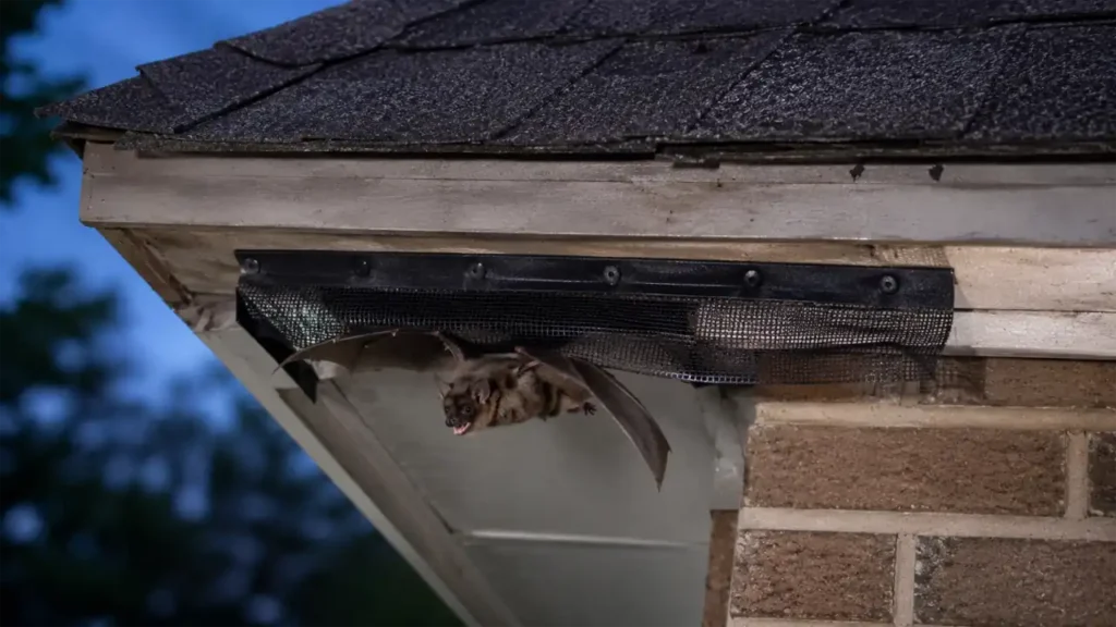 One-way exclusion netting installed over a bat entry point on a roof