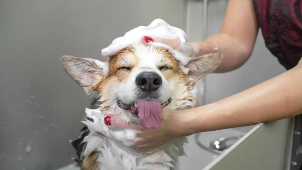Dog being bathed as part of flea control
