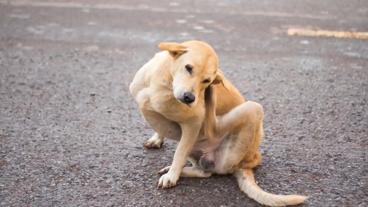 Dog scratching due to a possible flea infestation