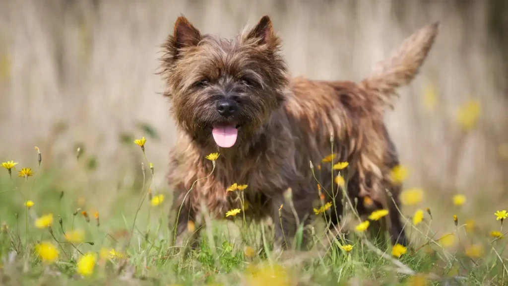 Cairn Terrier standing alert while hunting for mice