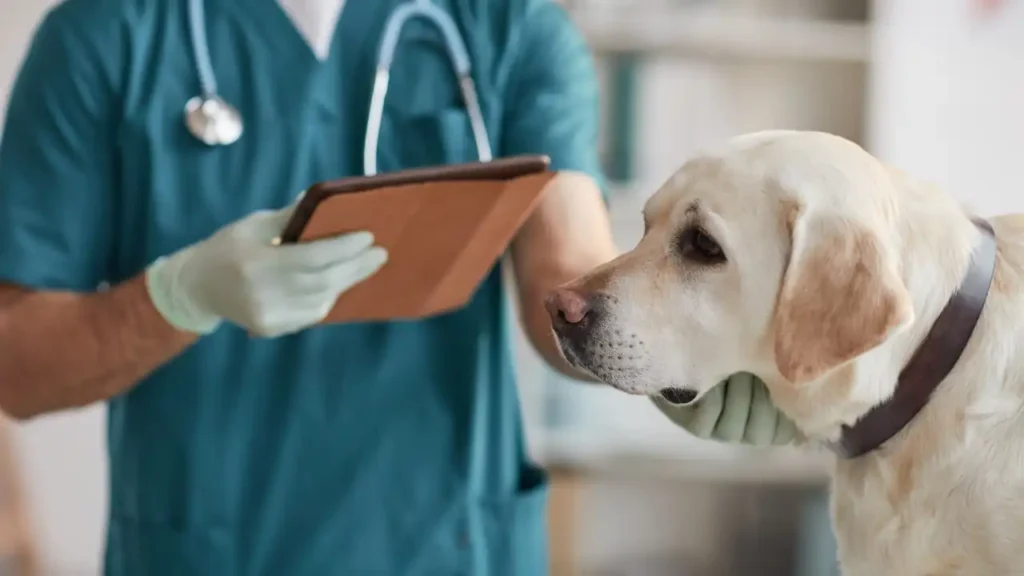 Veterinarian examining a dog during a flea treatment consultation
