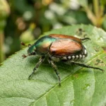 Japanese beetle resting on a green leaf