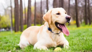 Dog in a home detecting possible mouse activity
