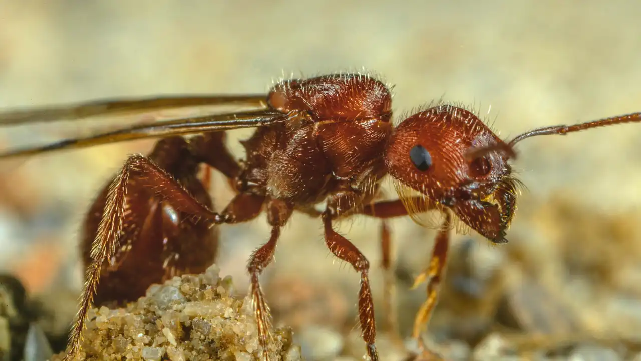 Close-up of a reddish-brown harvester ant foraging on the ground