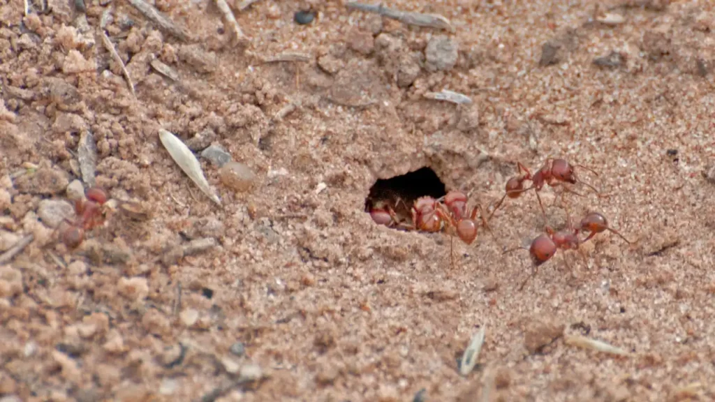 Harvester ants around a nest entrance in bare soil