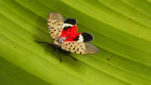 Adult spotted lanternfly with spotted wings resting on a green leaf
