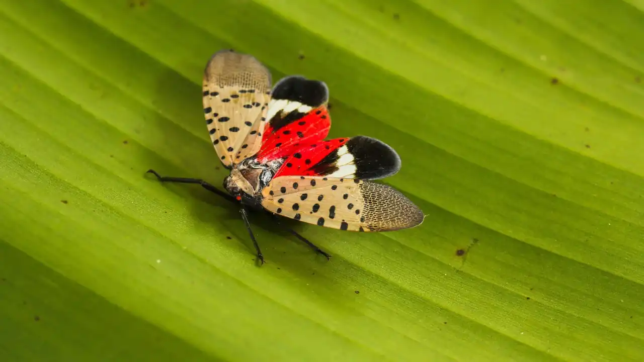 How to Get Rid of Spotted Lanternfly in 8 Easy Methods