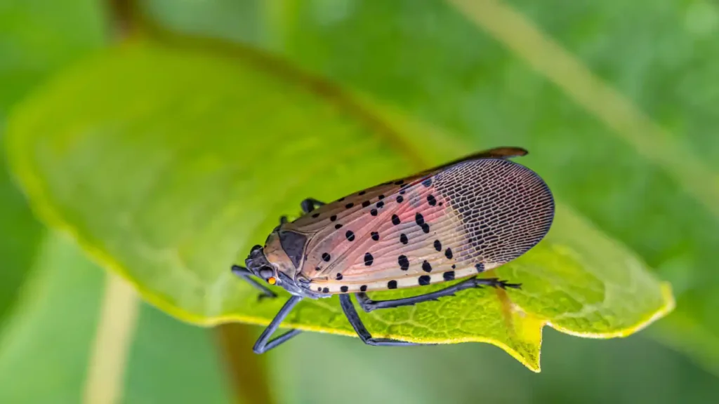 Adult spotted lanternfly displaying red hindwings and black spots on a green leaf